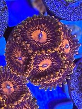 5 polyp flaming mohican zoas live coral frag WYSIWYG - zoanthids picture