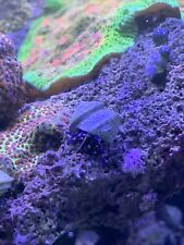 Blue Leg  Hermit Crab 200+ Pack  Saltwater Reef Aquarium Crew  picture