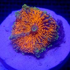 Orange Ricordea Yuma Mushroom Coral WYSIWYG IC 3414 - Indigo Corals picture