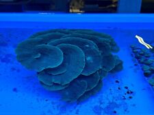 Live Coral WYSIWYG Turbinaria Green Polyp Scroll SHOW (SHIPPING SEE DETAILS) picture