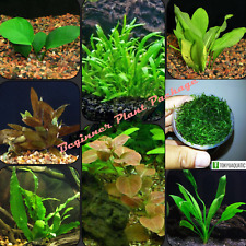 30+ Stem Live Aquarium Plants Bundle Package 8 Species Beginner Pack Freshwater picture