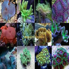 Corals-Soft Frag pack 5 Assorted Corals Leathers Polyps Mushrooms Live Zoas picture