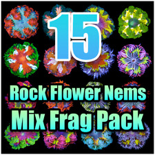 15 ROCK FLOWER ANEMONE PACK Live Saltwater Aquarium - Coral - *FREE SHIPPING* picture