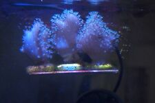 Devils Hand Frag, 3-4 inch, Beginner, Live Leather Soft Coral, Marine Reef Tank picture