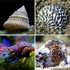 200 Pack Mixed Saltwater Reef Snails Crabs Hermit Astrea Cerith Nerite Algae CUC picture
