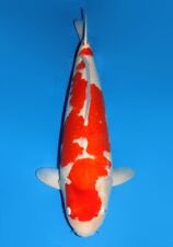 Live Japanese Koi Fish - Dainichi Red Tiger Kohaku 29