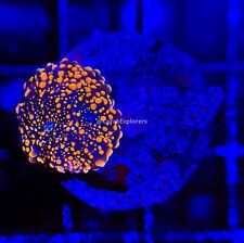 CE- WYSIWYG Deep Water Orange Ricordea Yuma Mushroom Coral Frag LPS SPS #R1OF12 picture