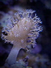 Long Polyp Devil's Hand/Finger Toadstool Leather Live Soft Coral Frag Beginner picture