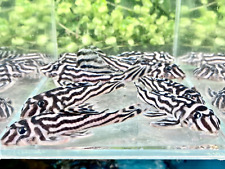 L46 Zebra Pleco / Hypancistrus zebra (50 Count) (Males & Females) - Live Freshwa picture
