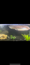 Exotic Arowana Live Fish (Trained to eat Pellets/ Crickets/ Live Feeder Fish)  picture