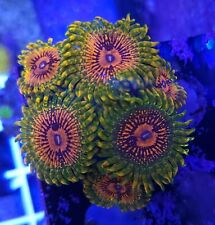 6+ polyp GMK Grand Master Krakatoa Zoa Zoanthid Live Coral Frag  picture