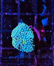 CE WYSIWYG Blue/Green Ricordea Yuma Mushroom Live Coral Frag LPS SPS #R1OF10 picture
