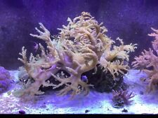 2 Huge Leather Corals, 2 Different Species picture