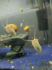 Gold Mystery Snails 3 - Live Freshwater Algae Eaters Pomacea bridgesii picture