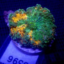 ULTRA Yuma Mushroom Coral WYSIWYG IC 3396 - Indigo Corals - Ricordea picture