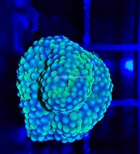 CE WYSIWYG Blue/Green Ricordea Yuma Mushroom Live Coral Frag LPS SPS #R1OF10 picture