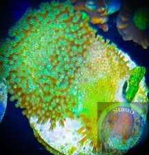 SAF~ Toadstool Leather Coral Frag,  “WYSIWYG” Soft, Coral Colony, SPS, LPS picture
