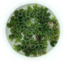 20+ Leaf Salvinia Cucullata Water Spangles Live Aquarium Plant Buy 2 Get 1 Free picture