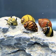 5 Nerite Snails (Premium Species Pack) -  Live Freshwater Snail Plants  picture