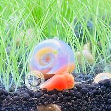 10 High Quality Pink Pearl Ramshorn snails Great Algae Eater Clean Up Crew Plant picture