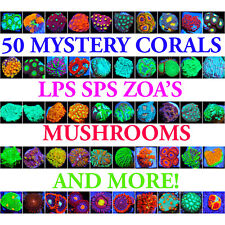 50 Mystery Corals Beginner Live Coral Frag Pack Corals of Eden SPS LPS Soft picture