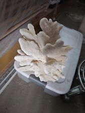 Large Cat's Paw Coral picture