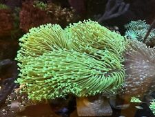 7” Capsize Japanese Neon Weeping Willow Long Polyp Toadstool Soft Coral WYSWYG picture