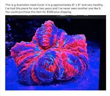 Australian Meat Coral Live Rock Extra Large Red/Blue picture
