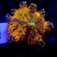 Rainbow Yuma Mushroom Coral Large WYSIWYG IC 3299 - Indigo Corals - Ricordea picture