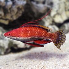 Ruby Fin Fairy Wrasse Fish Live Fully QT  picture