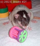 Rat Playing