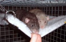 Rats Napping
