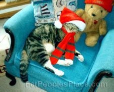 Cat Wearing Christmas Hat