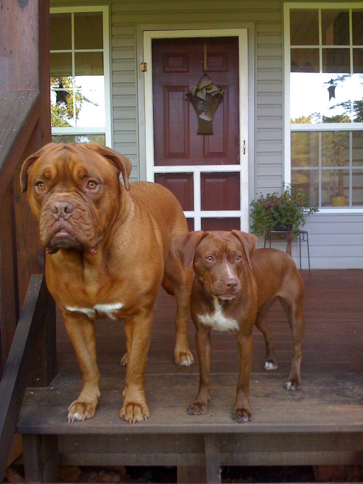 Mastiff Dog Picture #4719 | Pet Gallery | PetPeoplesPlace.com