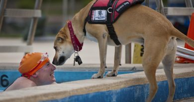4 Things You Need to Know About Service Dogs