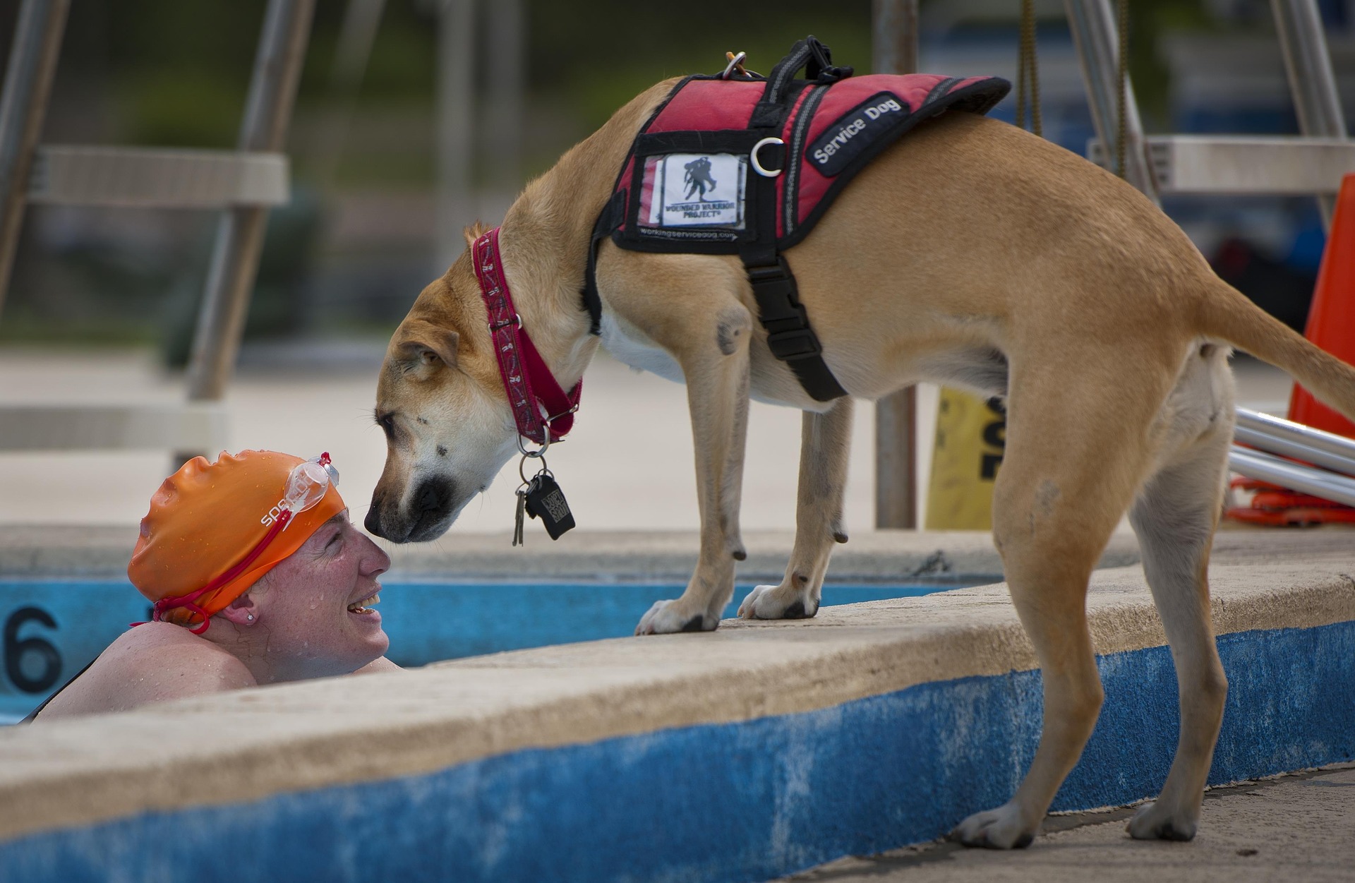 4 Things You Need to Know About Service Dogs