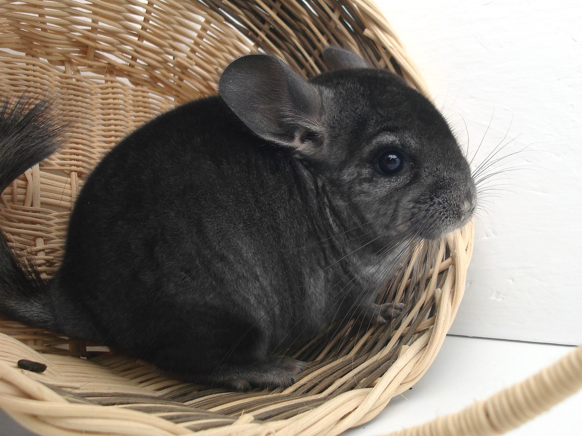How to Care for Your Pet Chinchilla