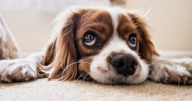 How to Help Your Dog Cope with Back to School Loneliness