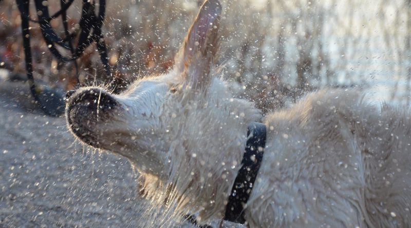 Smart Ways to Beat the Summer Heat with Your Dog