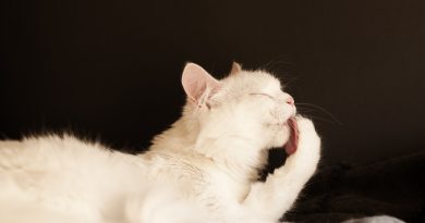 5 Tips for a Happy Healthy Cat