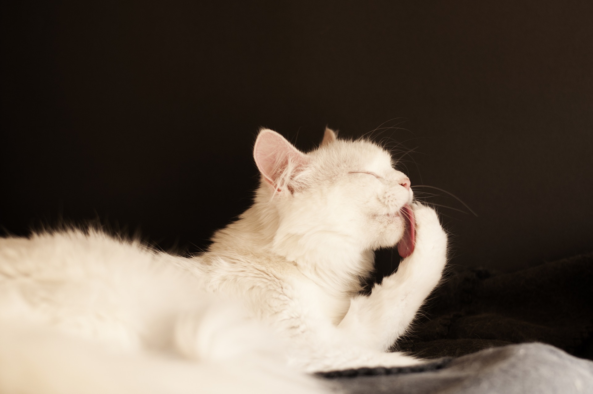 5 Tips for a Happy Healthy Cat