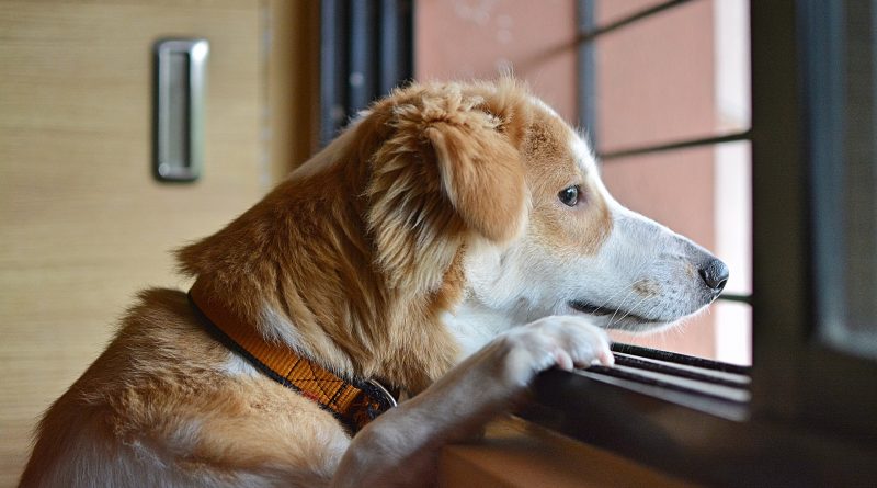 10 Tips to Help Your Dog Cope with Separation Anxiety