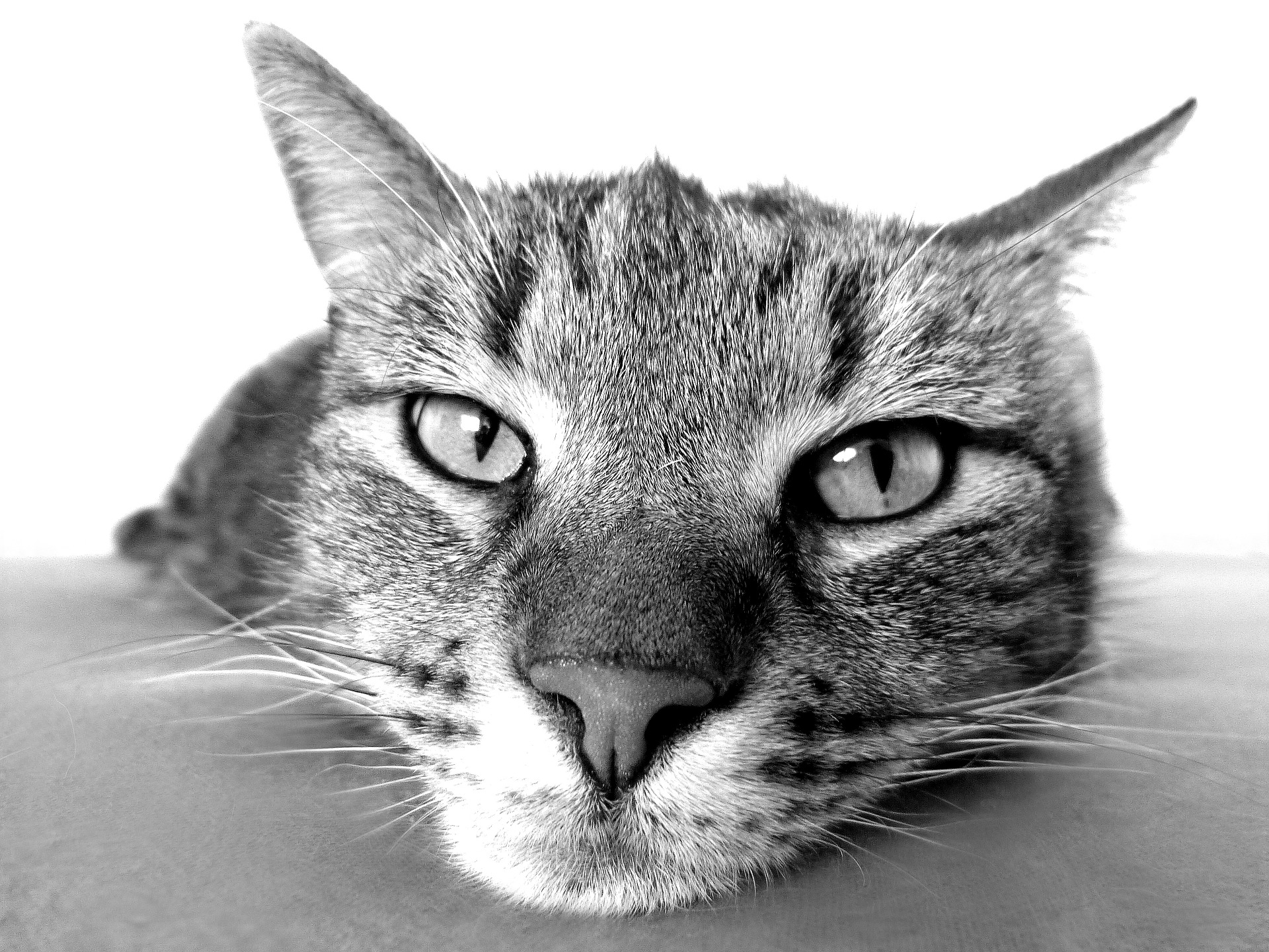 Common Health Problems for Senior Cats: What You Need to Know