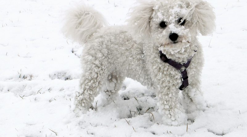 Creative Ways to Exercise Your Dog When It’s Too Cold to Go Outside