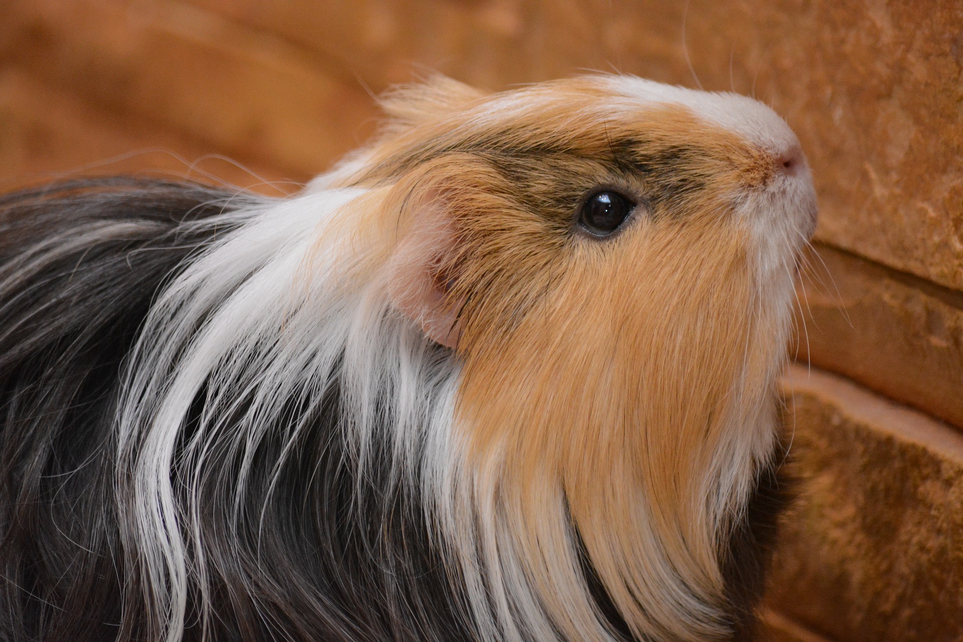 6 Reasons to Consider Getting a Pet Guinea Pig