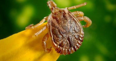 Ehrlichiosis: The Tick-Borne Disease You Haven’t Heard About