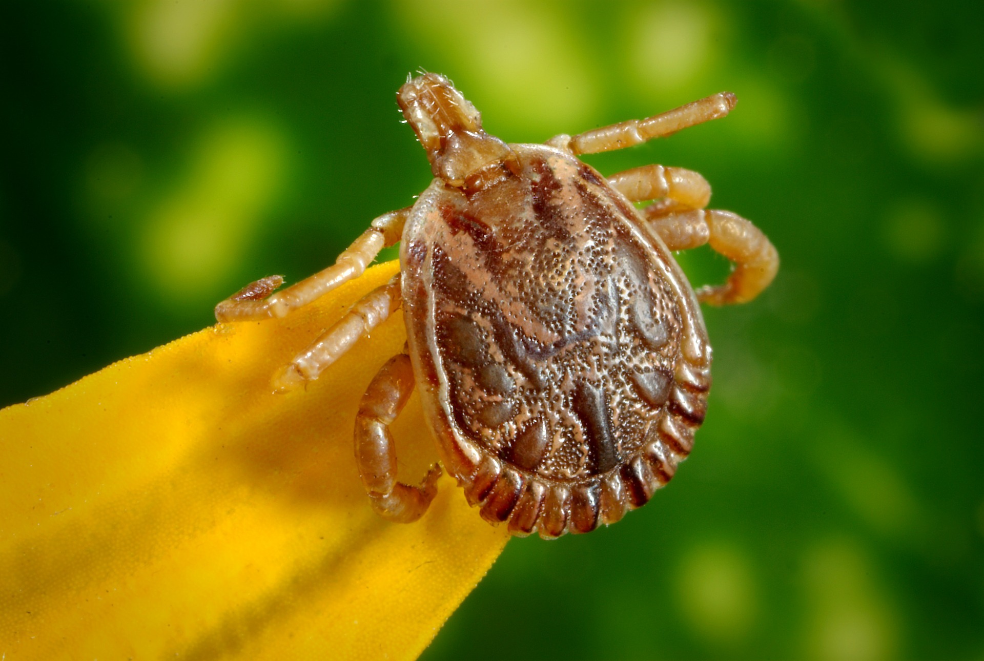 Ehrlichiosis: The Tick-Borne Disease You Haven’t Heard About