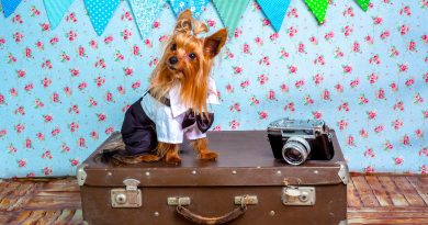 8 Tips for Flying with Your Dog