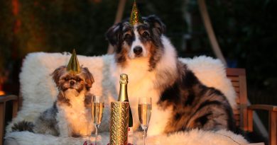 New Years Resolutions for Pet Owners