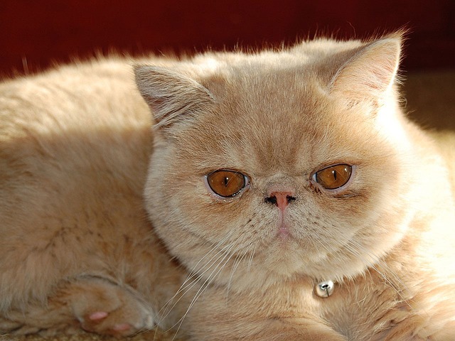 The 10 Most Popular Cat Breeds in the United States